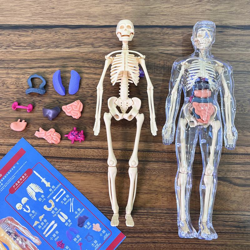 Model Kit Fantasy - Kit modello scientifico di anatomia dell'organo